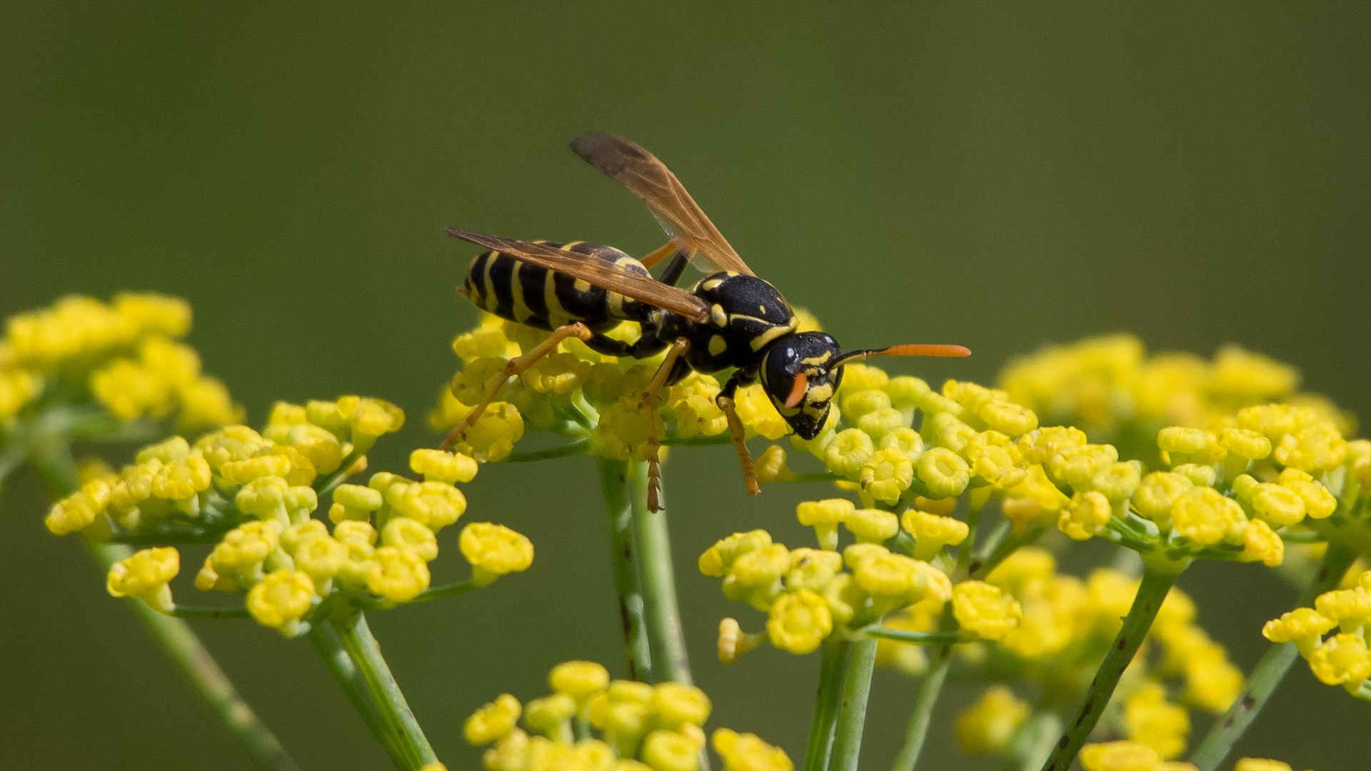 Wespenstiche behandeln: Was tun beim Wespenstich?