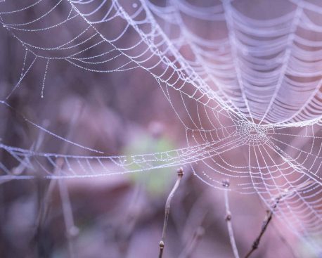 Australien: So schützen Sie sich vor Spinnen